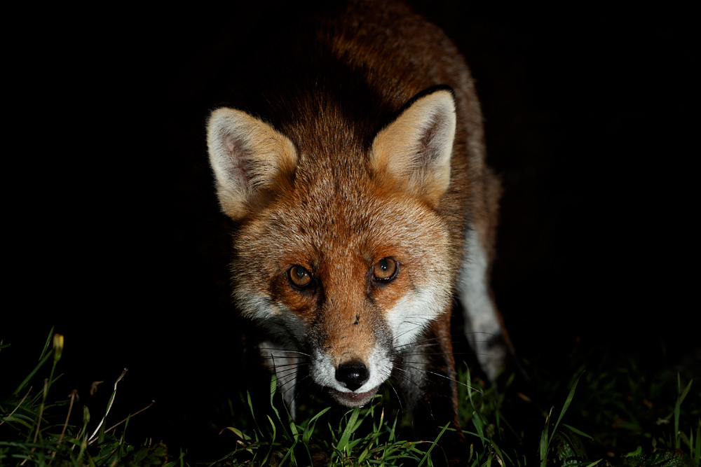 1311211311214678.jpg - The dog fox