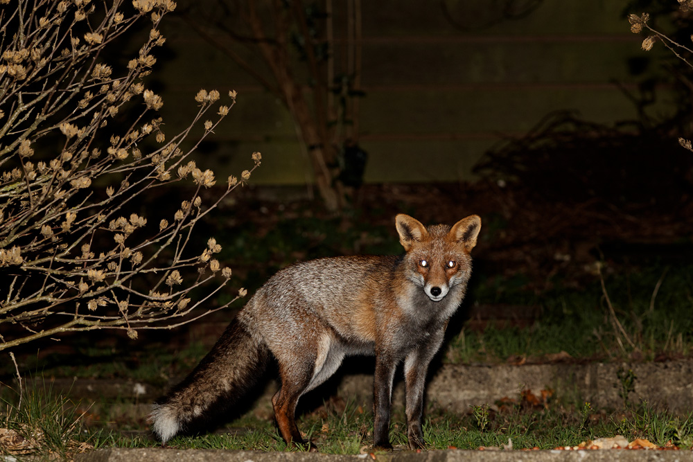 1312181212182445.jpg - Wolfy at night