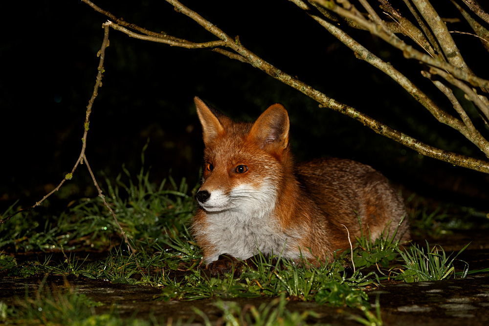 1401201301203491.jpg - Young fox relaxing at night (stumpy)
