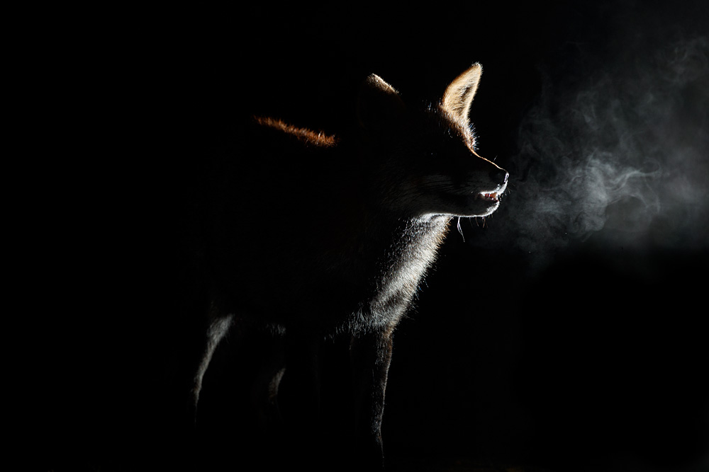 1401211301212866.jpg - Wolfy on a cold night
