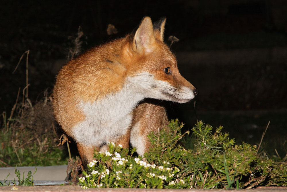 1402151602085693.jpg - Fox by side of garden pond