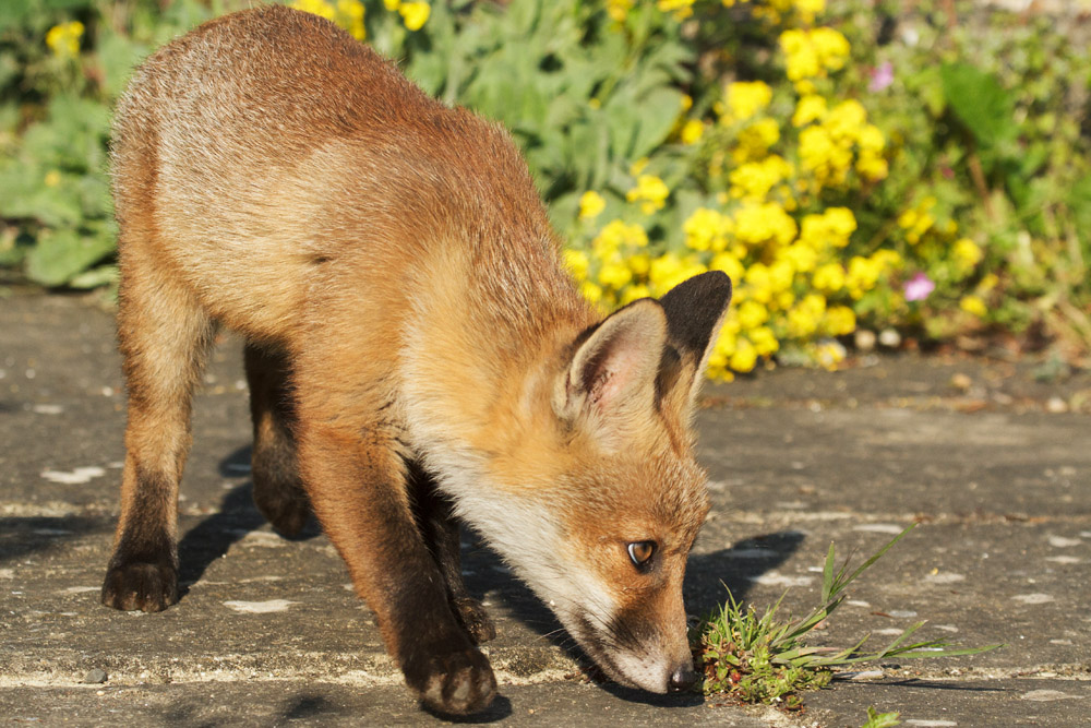 1402172705139647.jpg - Fox cub on garden path