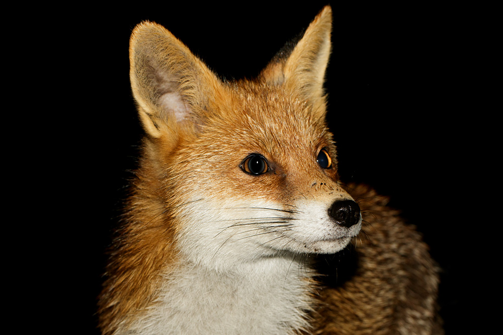 1402181302185942.jpg - Portrait of the Pretty Vixen