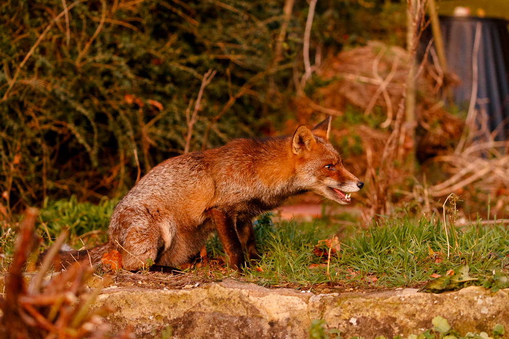 1402191402192367.jpg - Wolfy in the garden during the last hour of sunshine