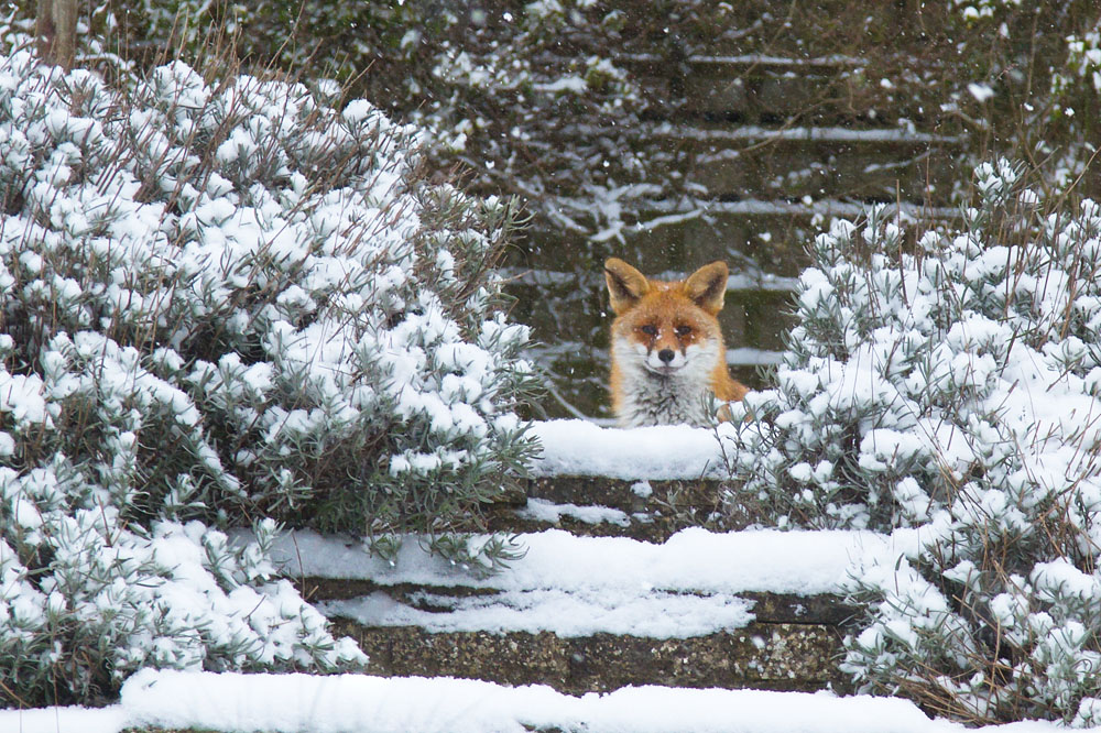 1403131203135004.jpg - Fox during snowfall, East Sussex