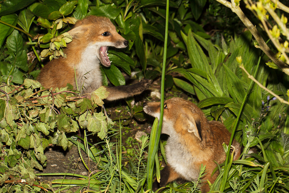 1403170106130909.jpg - Two fox cubs scrapping