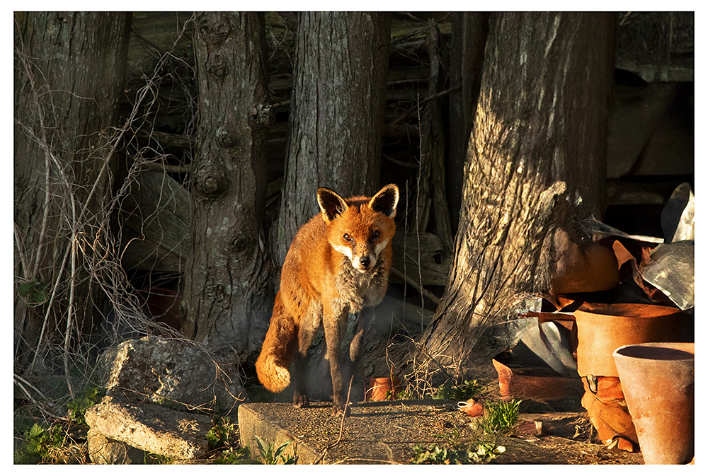 1403251403250139.jpg - Dog fox with injured leg in sunshine