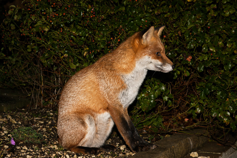 1406160611090110.jpg - Fox waiting