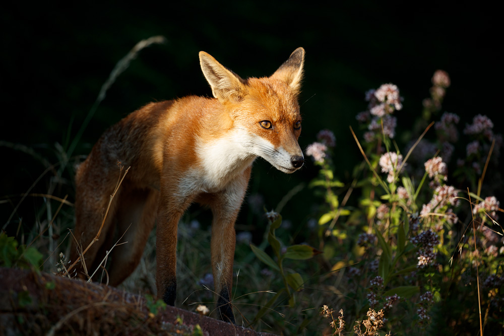 1407181407186189.jpg - Pretty Vixen enjoying the garden