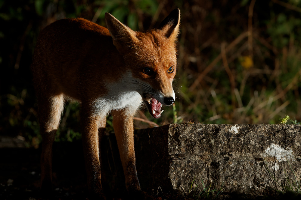 1408201408202177.jpg - Stumpy, the young male fox