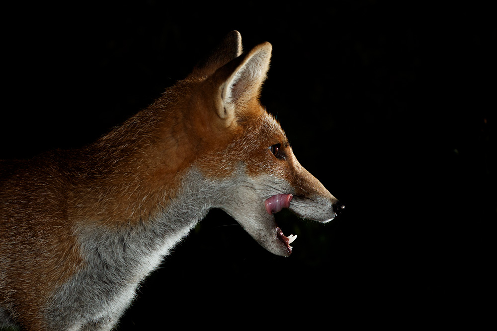 1408211208217187.jpg - Fox cub at night (Blondie)