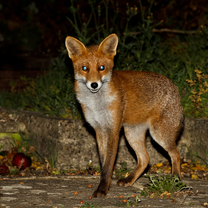 1409191309198493.jpg - Little Vixen with truncated brush -