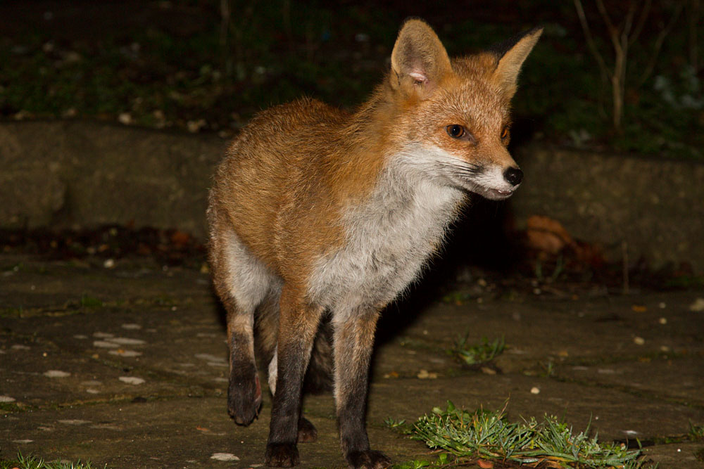 1410141901147574.jpg - Fox with wounded rear leg