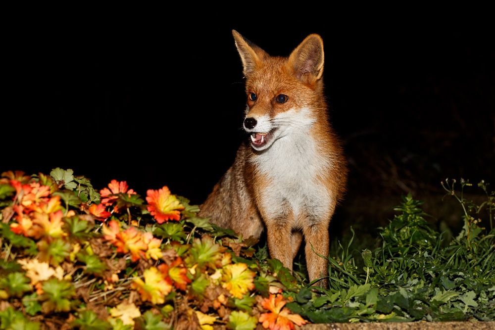 1411181311188790.jpg - Pretty at night