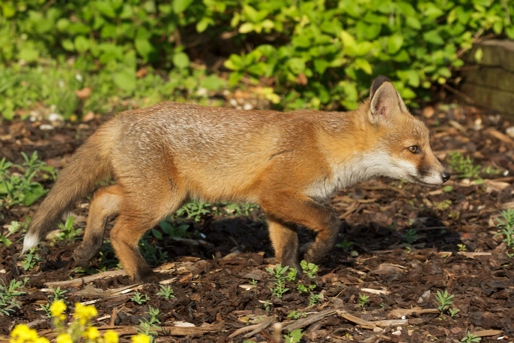 1502172705139654.jpg - Fox cub walking through the garden