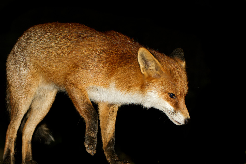 1502181502186022.jpg - Portrait of the Pretty Vixen