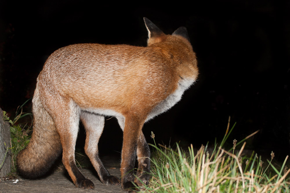 1503161209090619.jpg - Fox on garden path