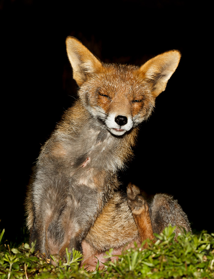 1503191403197657.jpg - Wolfy (vixen) scratching herself