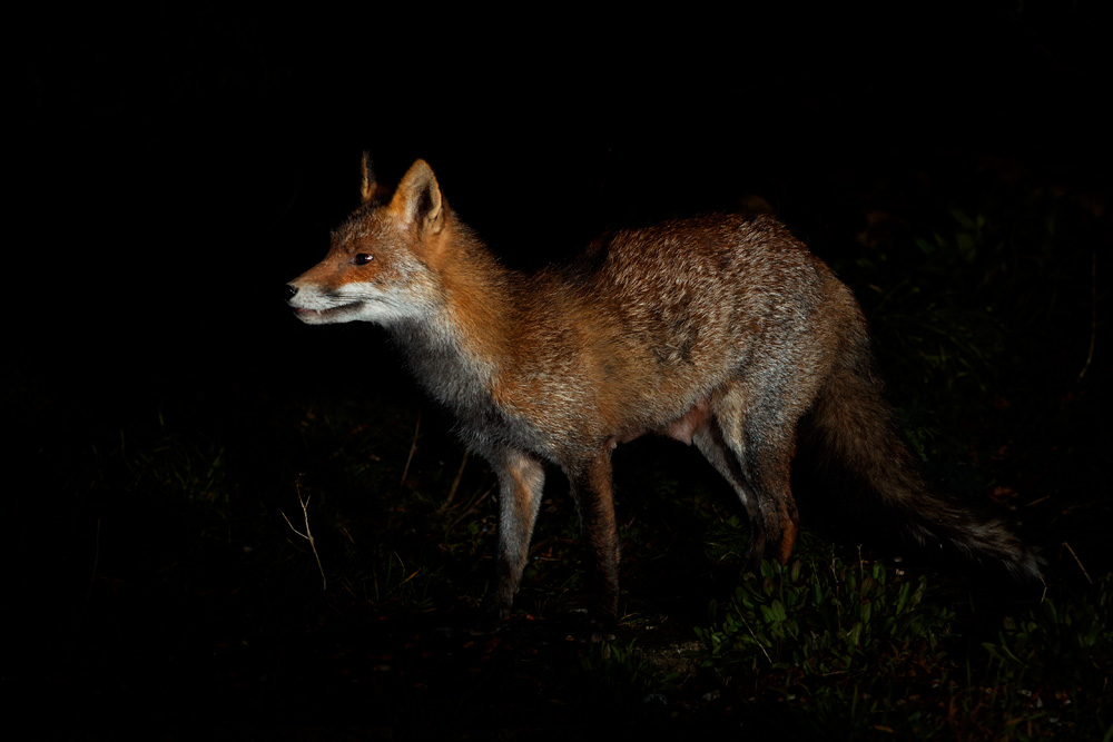1503211403214528.jpg - Portrait of Wolfy (lactating)