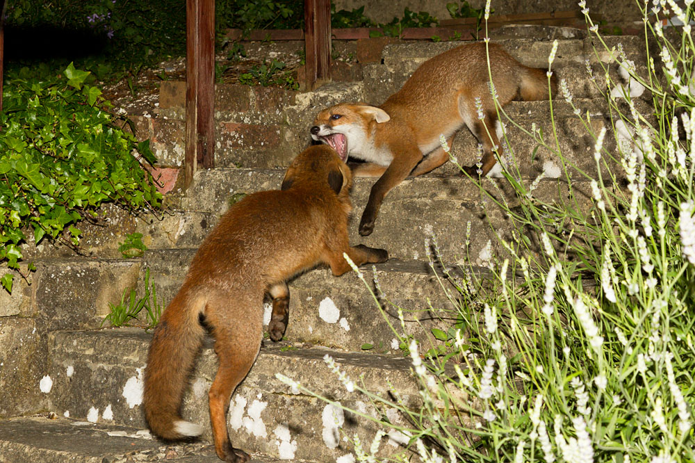 1504133006127287.jpg - Fox cubs (Vulpes vulpes) playing on stone steps in a suburban garden.