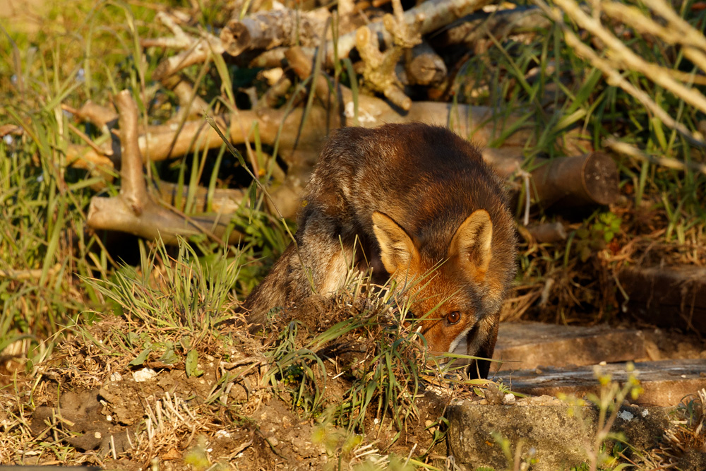 1504201504205041.jpg - Wolfy out in the sunshine