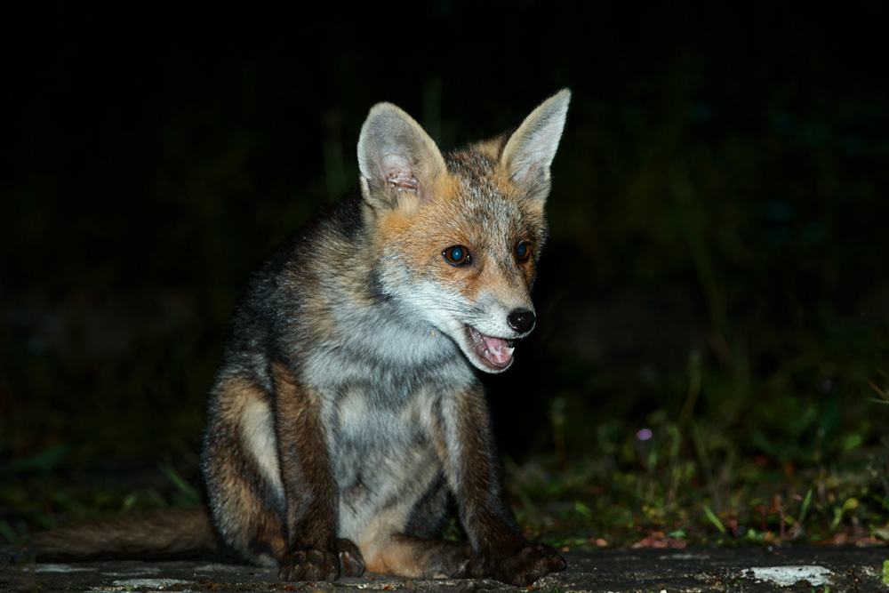 1505181405189134.jpg - Fox cub at about 9 weeks old