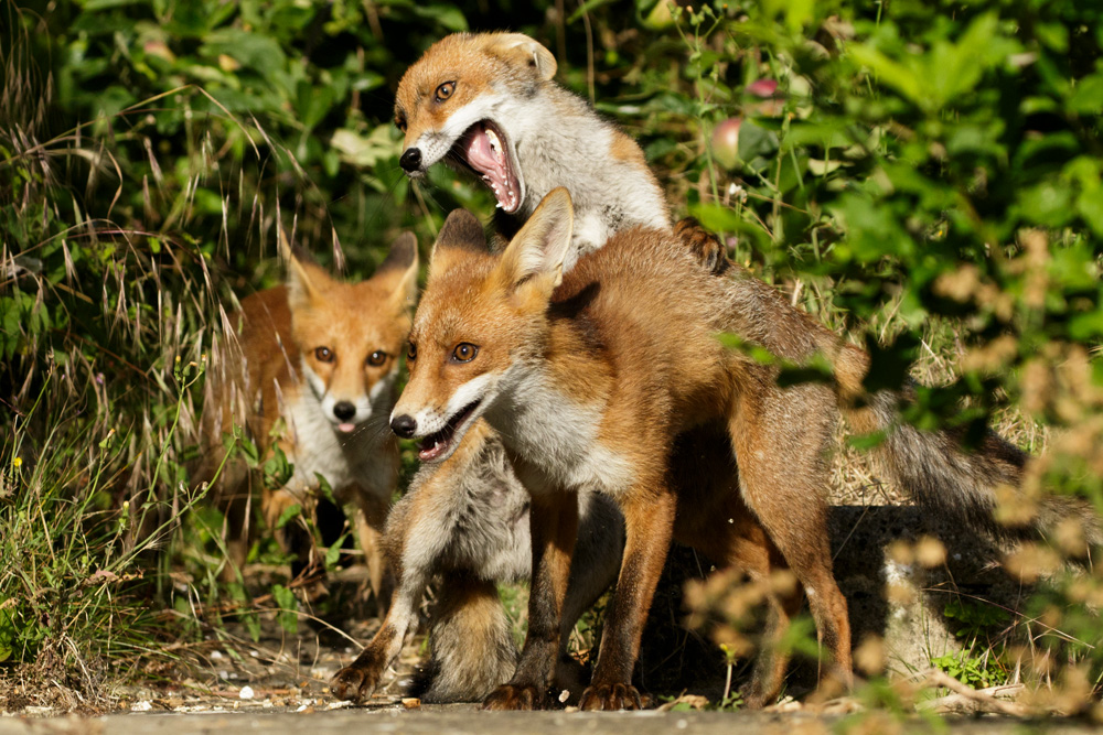 1507171407178718.jpg - Fox cubs fighting in the garden