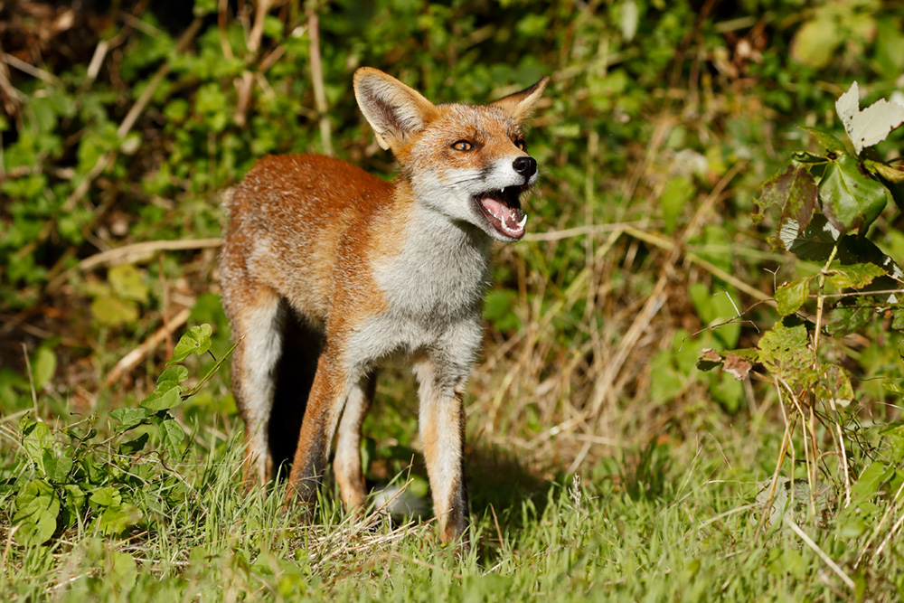 1508181508188678.jpg - Scamp, the young vixen