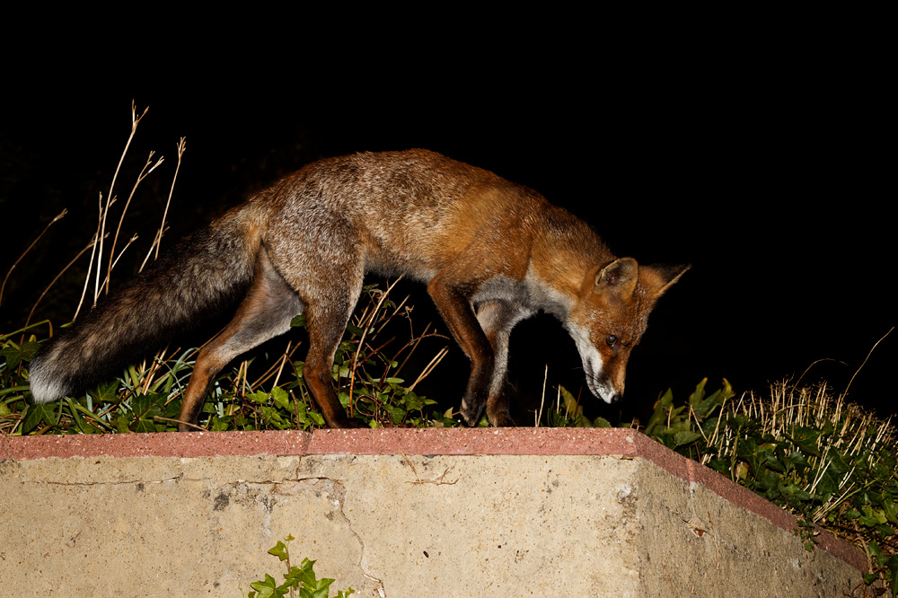 1509191409198520.jpg - Wolfy at night