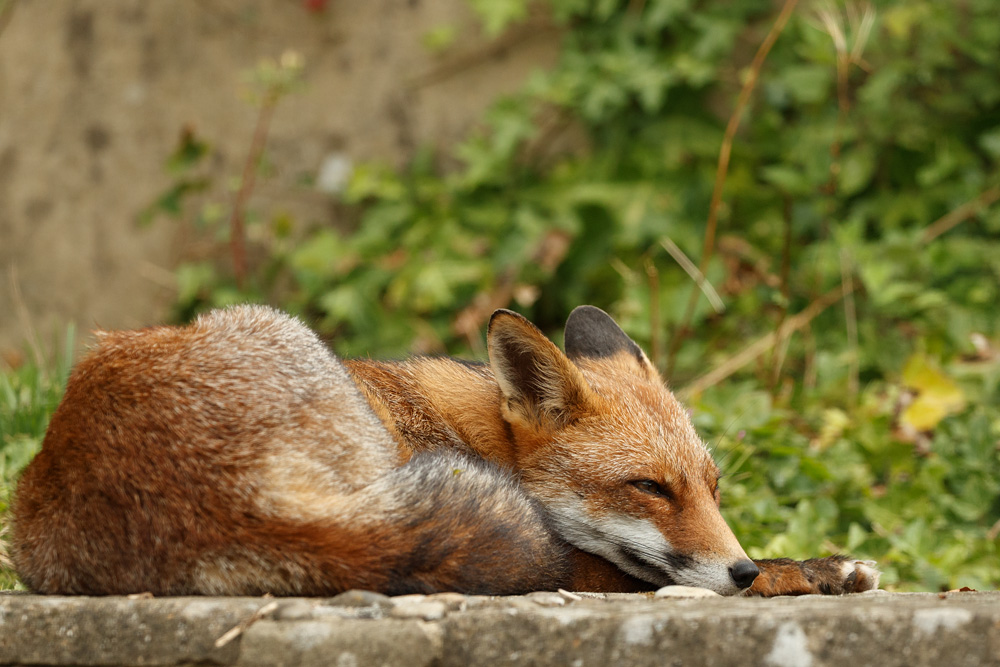 1509221309227998.jpg - Lopa sleeping on step