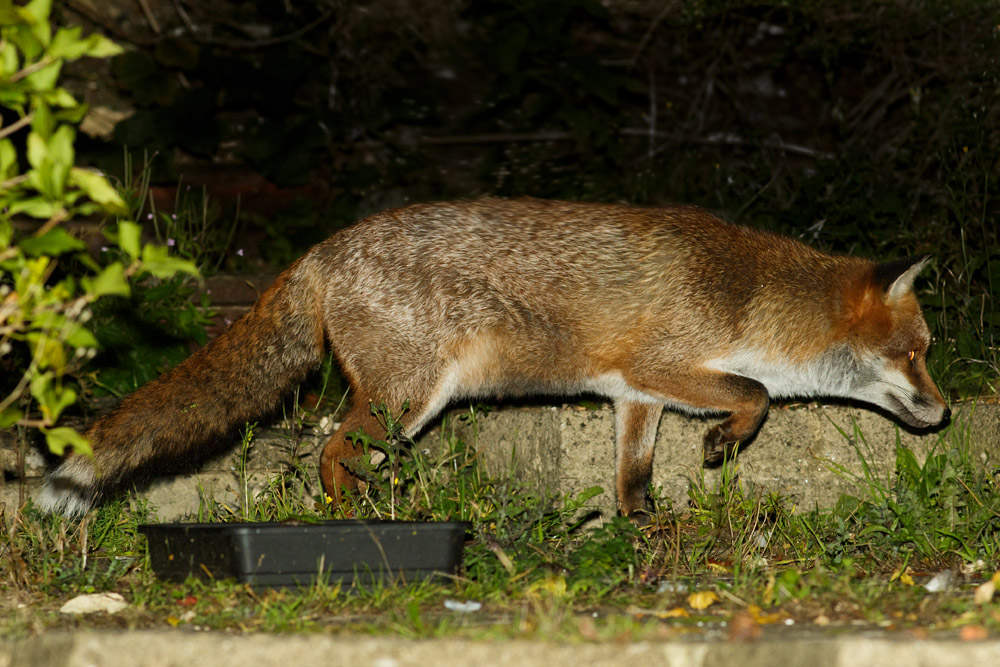 1510161410165960.jpg - Fox in garden