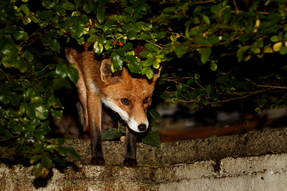 1510181510187213.jpg - Pretty on the garden wall