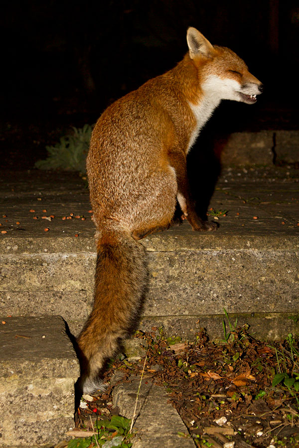 1511121410129403.jpg - Young fox (Vulpes vulpes) in a suburban garden in Sussex.