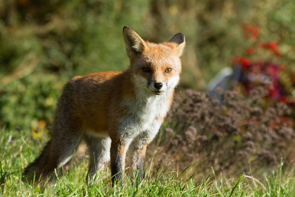 1511131011136367.jpg - Young fox in suburban garden