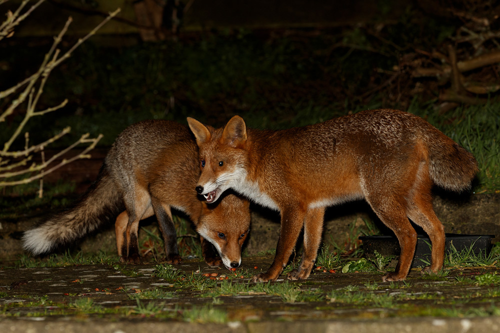 1601201601204233.jpg - Two young foxes (Longtail and Stumpy)