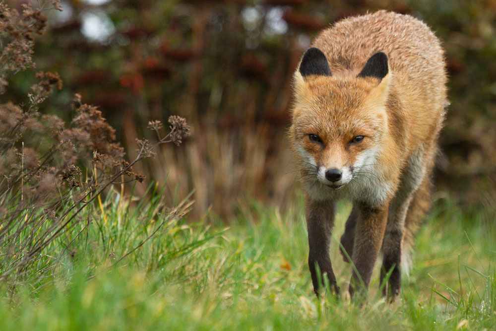 1603142501148539.jpg - Fox in garden during daylight