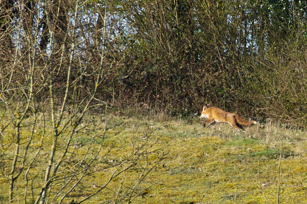 1604151404152126.jpg - Fox on slope at the rear of the University of Brighton campus, Falmer