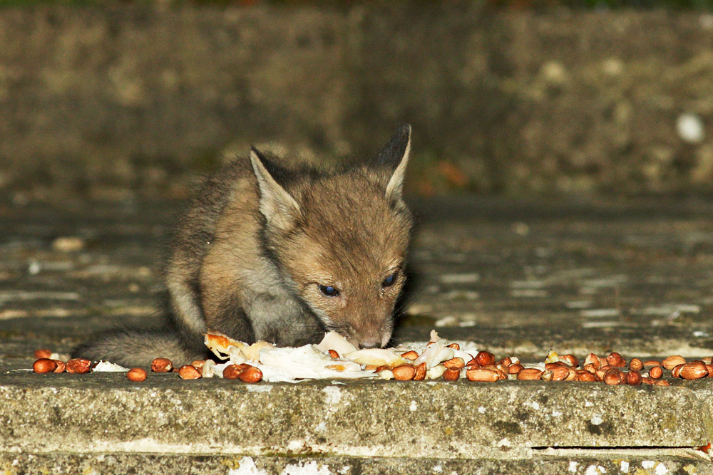 1604171604177482.jpg - First sighting of a fox cub in 2017. It's tiny and probably not more than 6 weeks old.
