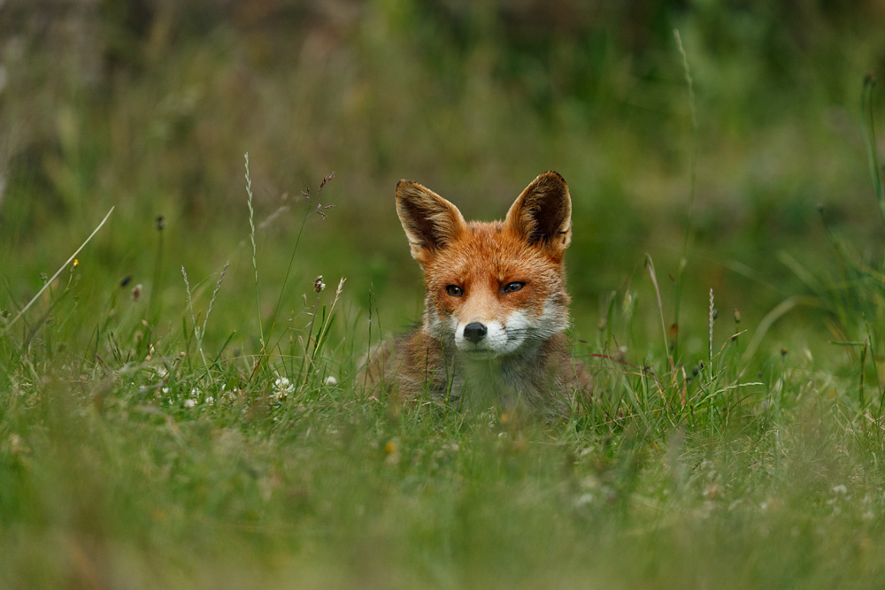 1606221606229646.jpg - Stumpy on the lawn
