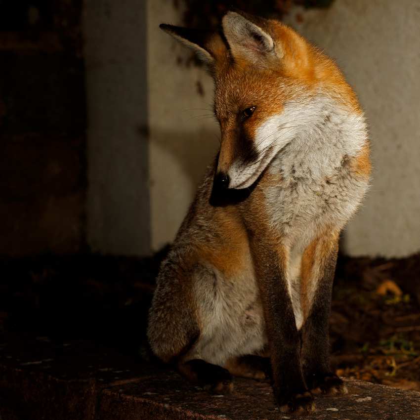 1607191607192454.jpg - Portrait of Butch