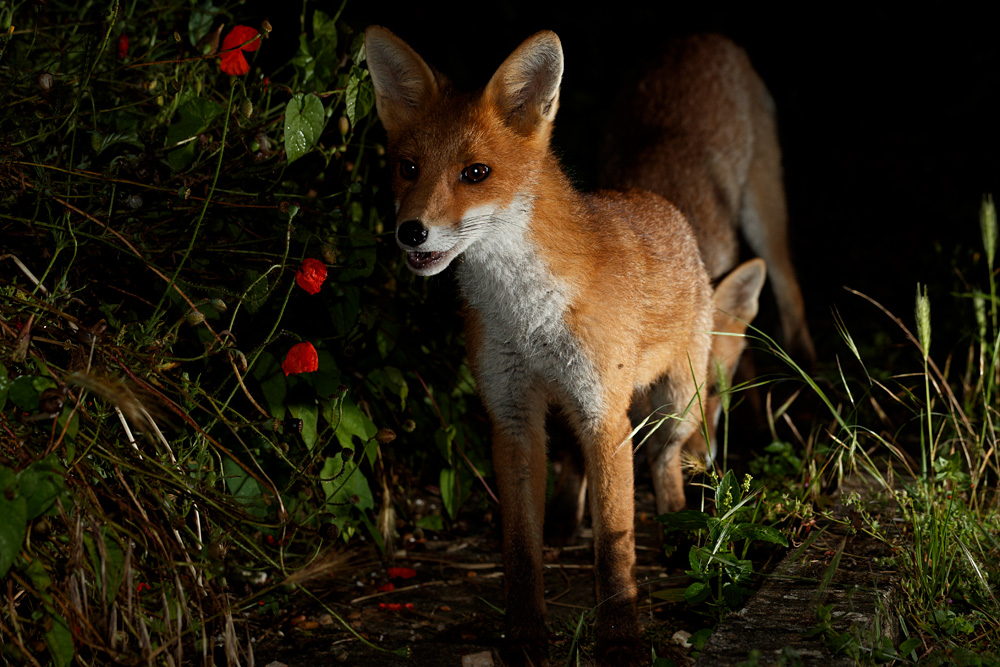 1607211407214332.jpg - Fox cub at night