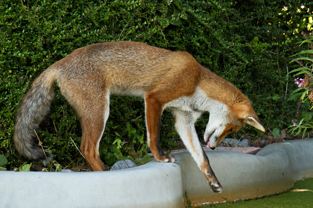 1608171608179999_509.jpg - Little Dog Fox picking a snail out of garden pond