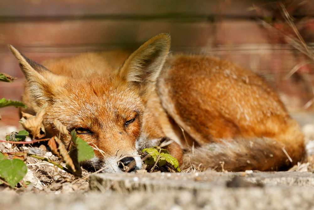 1608190407190262.jpg - Wolfy relaxing in the sun