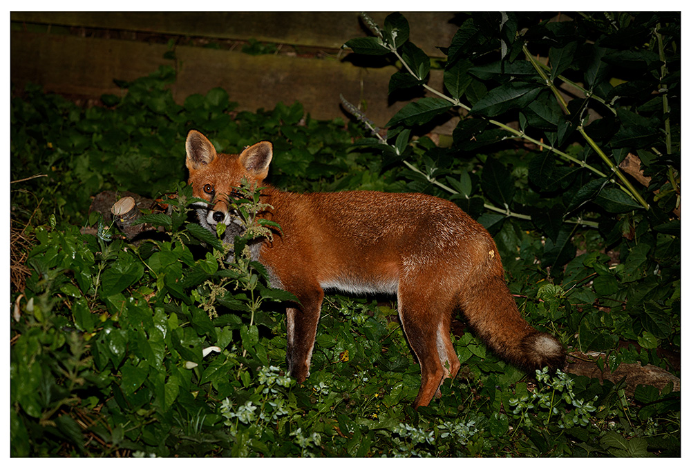 1608231608238422.jpg - Stripe the male fox at night