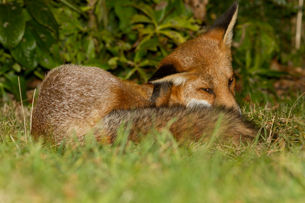 1609121409123647.jpg - Young fox scratching in suburban garden.