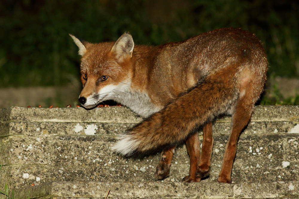 1609161609163339.jpg - Fox on steps