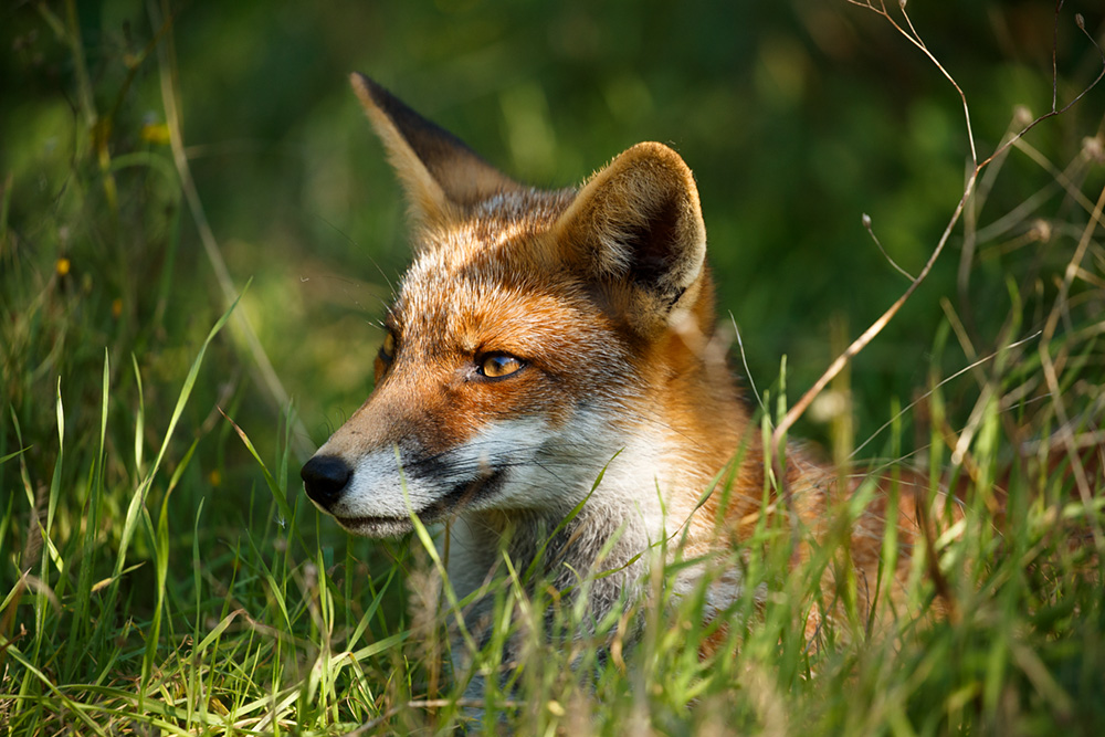 1609181609188105.jpg - Scamp relaxing in the garden
