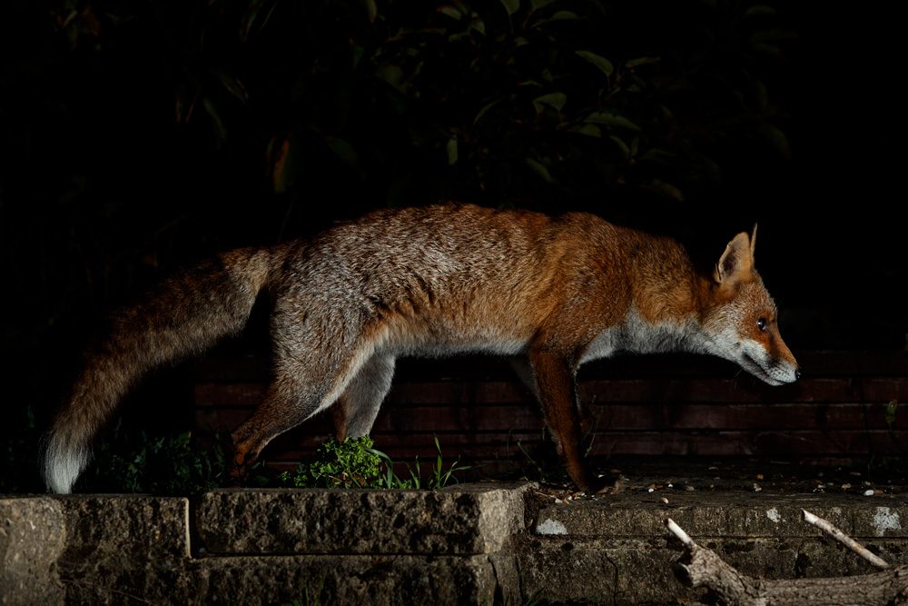 1609201609205708.jpg - Wolfy at night