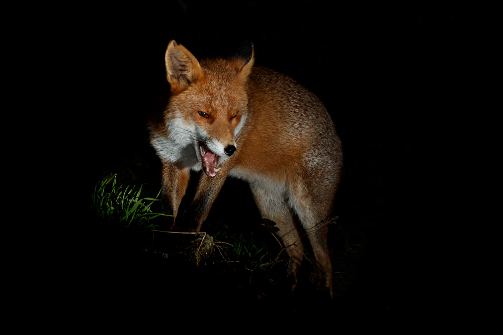 1610211510212670.jpg - Portrait of Stumpy