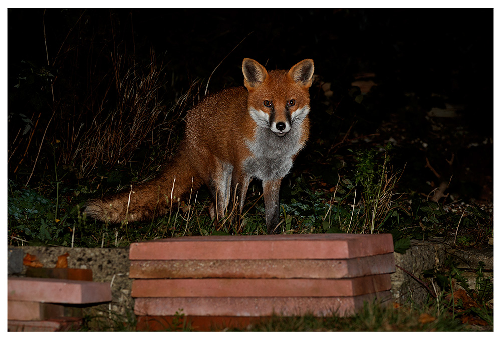 1611231511231629.jpg - Stripe the male fox